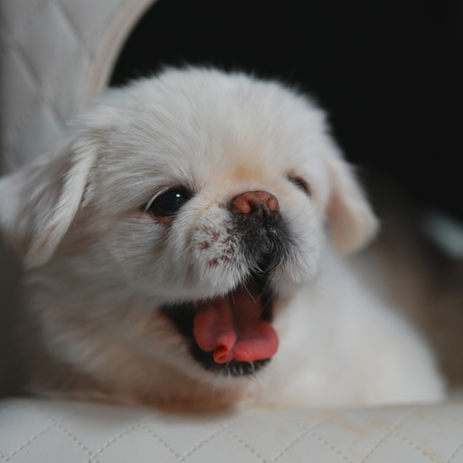 Huni